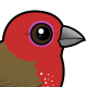 African Firefinch