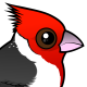 Red-crested Cardinal