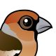 Hawfinch