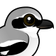 Northern Shrike