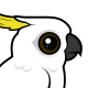 Sulphur-crested Cockatoo