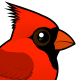 Northern Cardinal