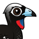 Black-fronted Piping Guan