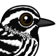Black-and-white Warbler