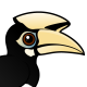 Oriental Pied Hornbill
