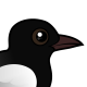 White-winged Tern