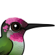 Anna's Hummingbird