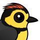 Collared Redstart