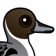 Northern Pintail