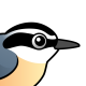 Red-breasted Nuthatch