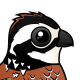Northern Bobwhite