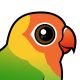 Lilian's Lovebird