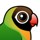 Black-cheeked Lovebird