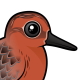 Red Knot