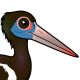Abdim's Stork