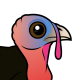 Wild Turkey