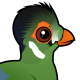 White-cheeked Turaco