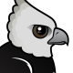 Harpy Eagle