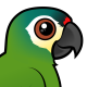 Blue-winged Macaw