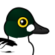 Common Goldeneye