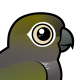 Burrowing Parakeet