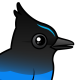 Steller's Jay