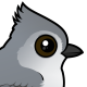 Juniper Titmouse