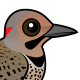 Northern Flicker