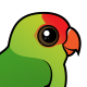 Black-winged Lovebird