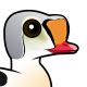 King Eider