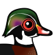 Wood Duck