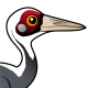 White-naped Crane