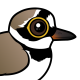 Little Ringed Plover