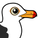 Pacific Gull