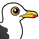 Western Gull