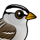 White-crowned Sparrow