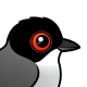 Sardinian Warbler