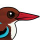 White-throated Kingfisher