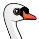 Mute Swan