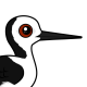 Pied Stilt