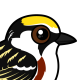 Chestnut-sided Warbler