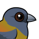Patagonian Sierra-Finch