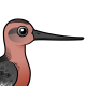 Bar-tailed Godwit