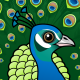 Indian Peafowl