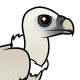 Himalayan Vulture