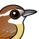 Carolina Wren