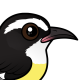 Bananaquit