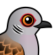 European Turtle Dove