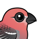 Pine Grosbeak