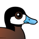 Ruddy Duck